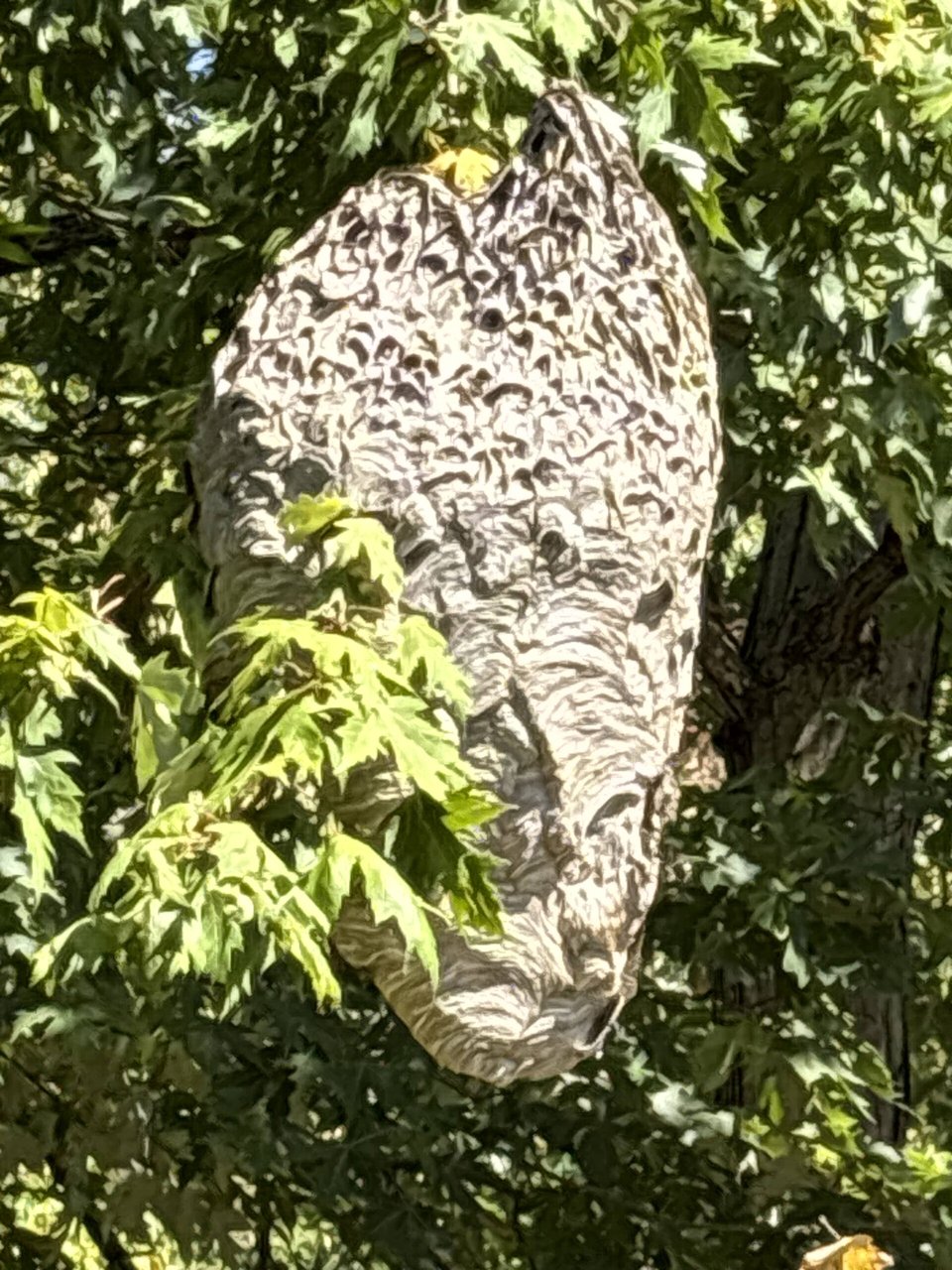 Large bald-faced hornet nest hanging in a tree on an A&J job