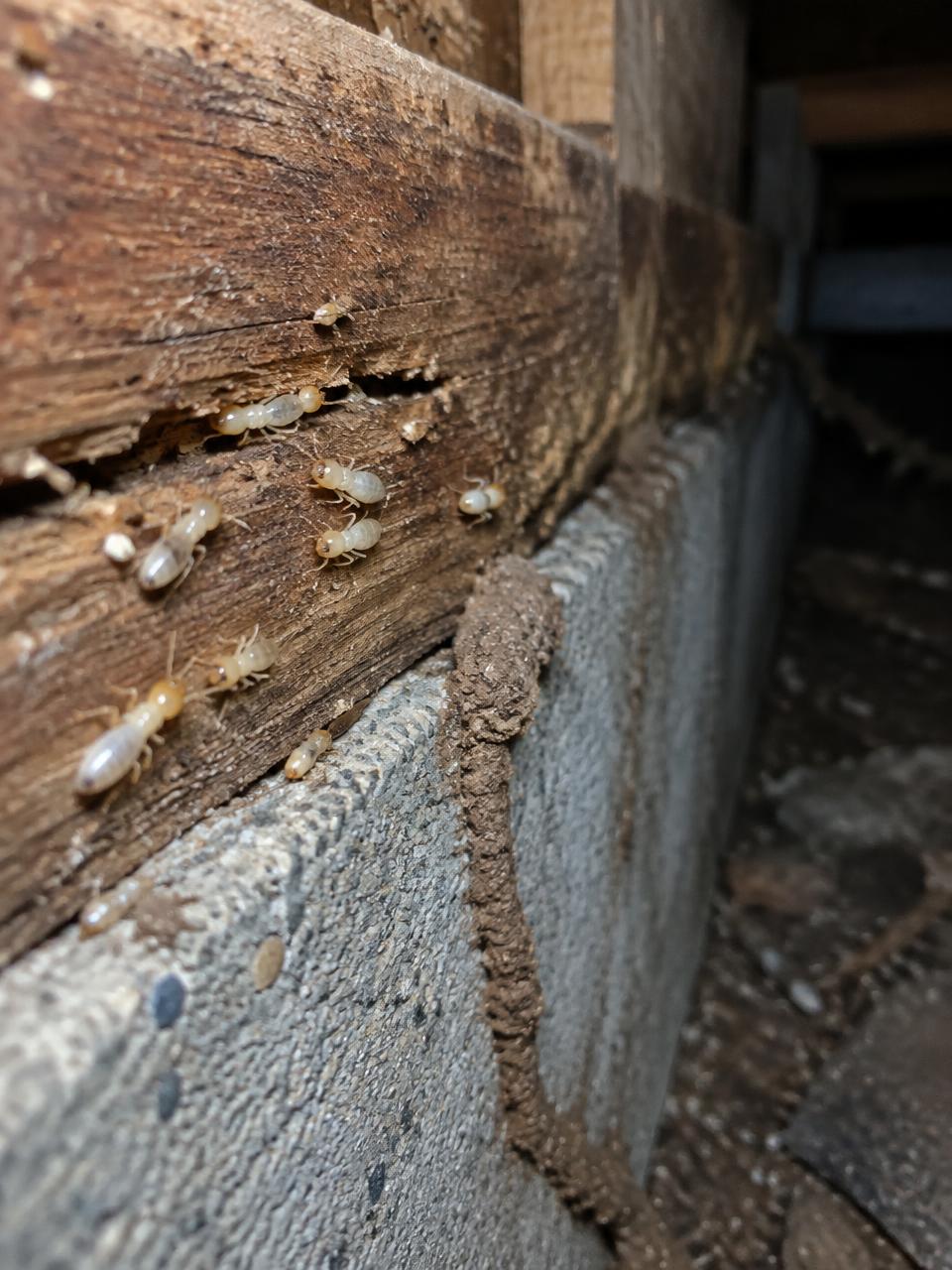 Pale termite workers and a mud tube along a wooden sill plate and foundation wall